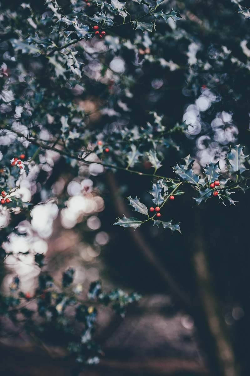 christmas wallpapers selective focus photography of white and pink petaled flowers paper